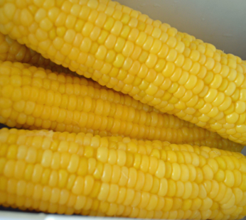 Corn on The Cob Large 1×48