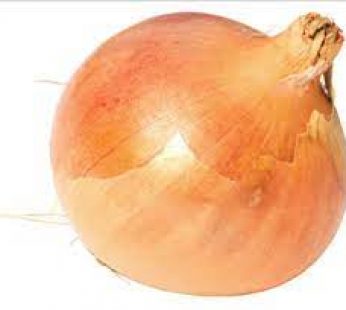 Spanish Large Onion